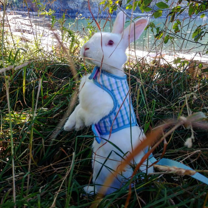 Real life Peter rabbit❤❤