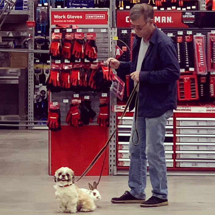 Saw this man walking his doggo and bunny. He said it was his dog&rsquo;s bunny.