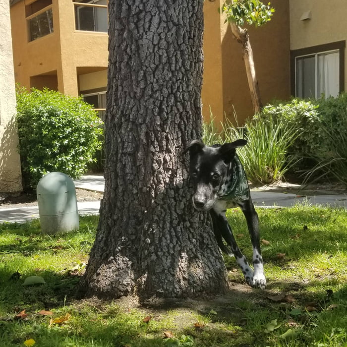 Saying goodbye today. Here&#039;s a recent shot of Jack. He was such a good boy. We will miss you so much buddy