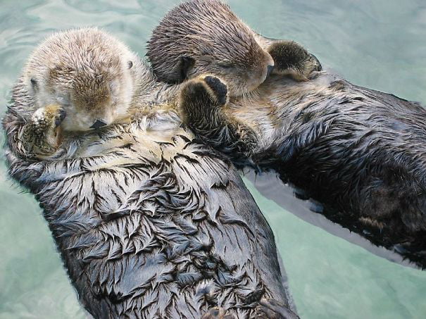 Sea Otters holding hand while sleeping to avoid drifting away from each other.