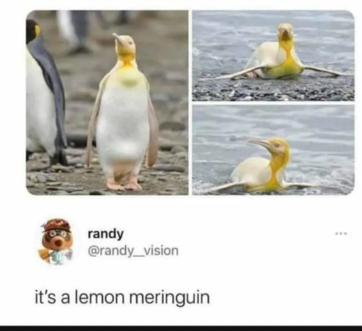 Seriouslly it's a penguin?