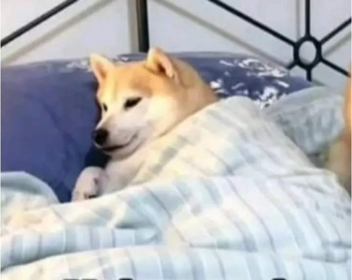 Sleeping dog