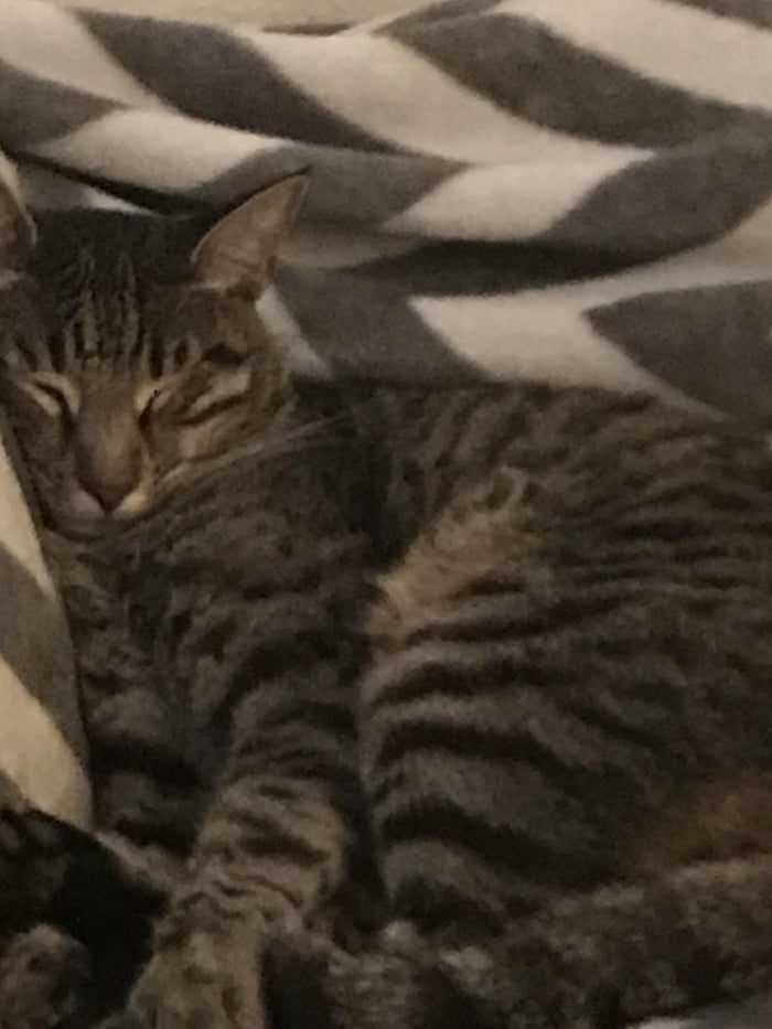 Sleepy boi