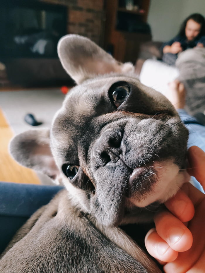 Smol pup