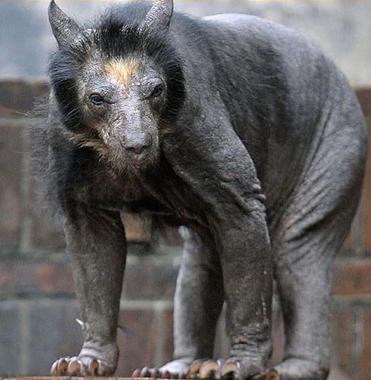 So this is what a black bear looks like hairless... terrifying