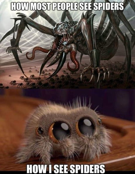 Featured image of post Misunderstood Spider Funny Spider Memes / Misunderstood house spider | spider meme, haha funny.
