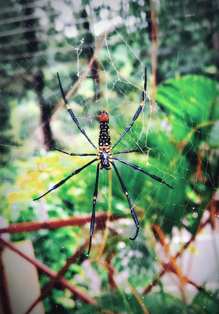 Spidy