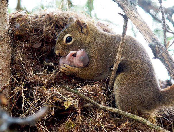 Squirrels have been known to adopt orphan squirrels
