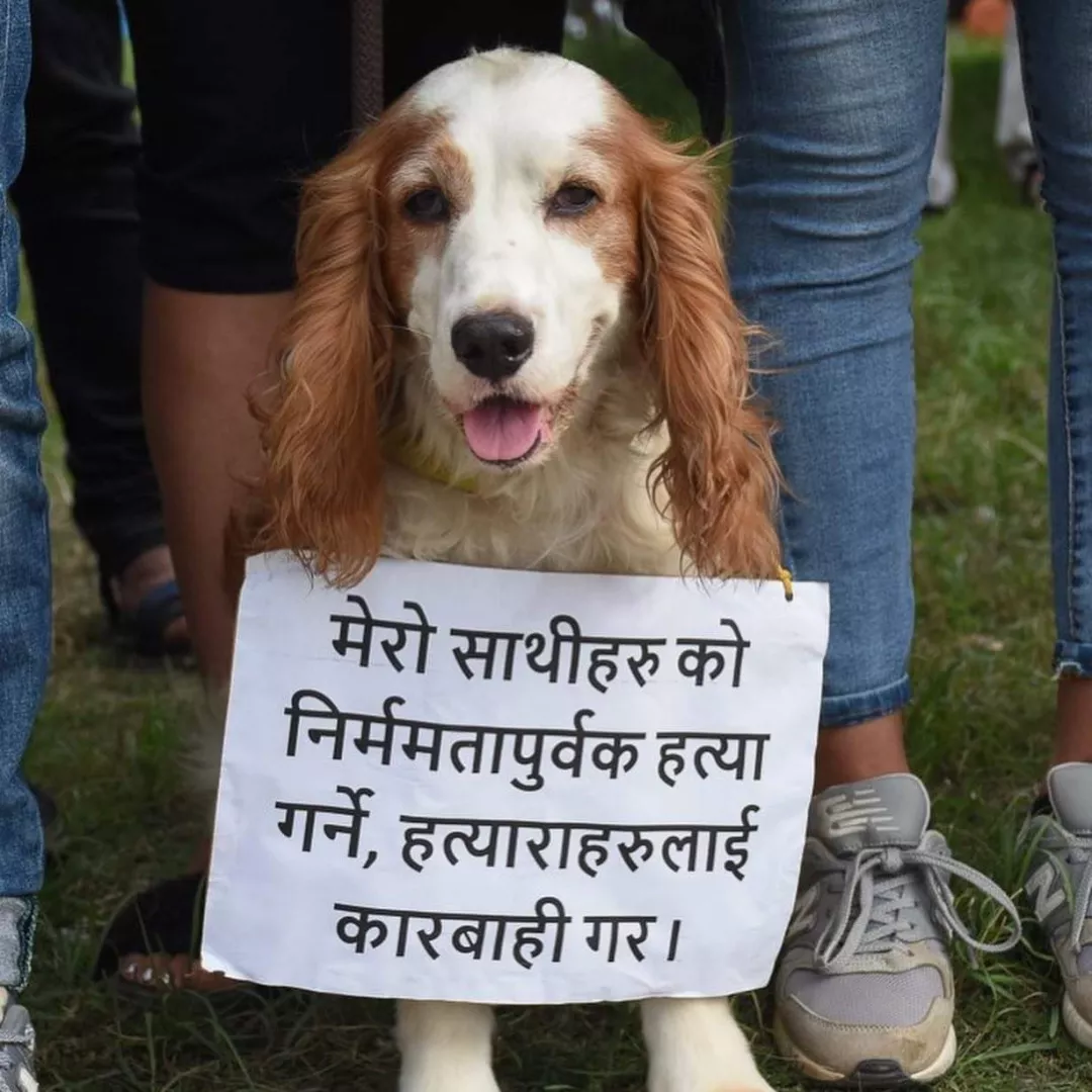 Stop animal abuse
