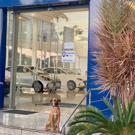 Stray Dog Keeps Visiting Car Dealership, Gets Adopted And Hired As &quot;Pawfessional Consultant&quot;
