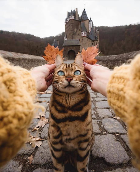 Suki the adventure kitty!