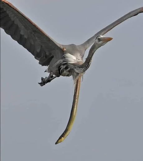 Swallowed eel opens heron&#039;s throat mid air to conquer its freedom.