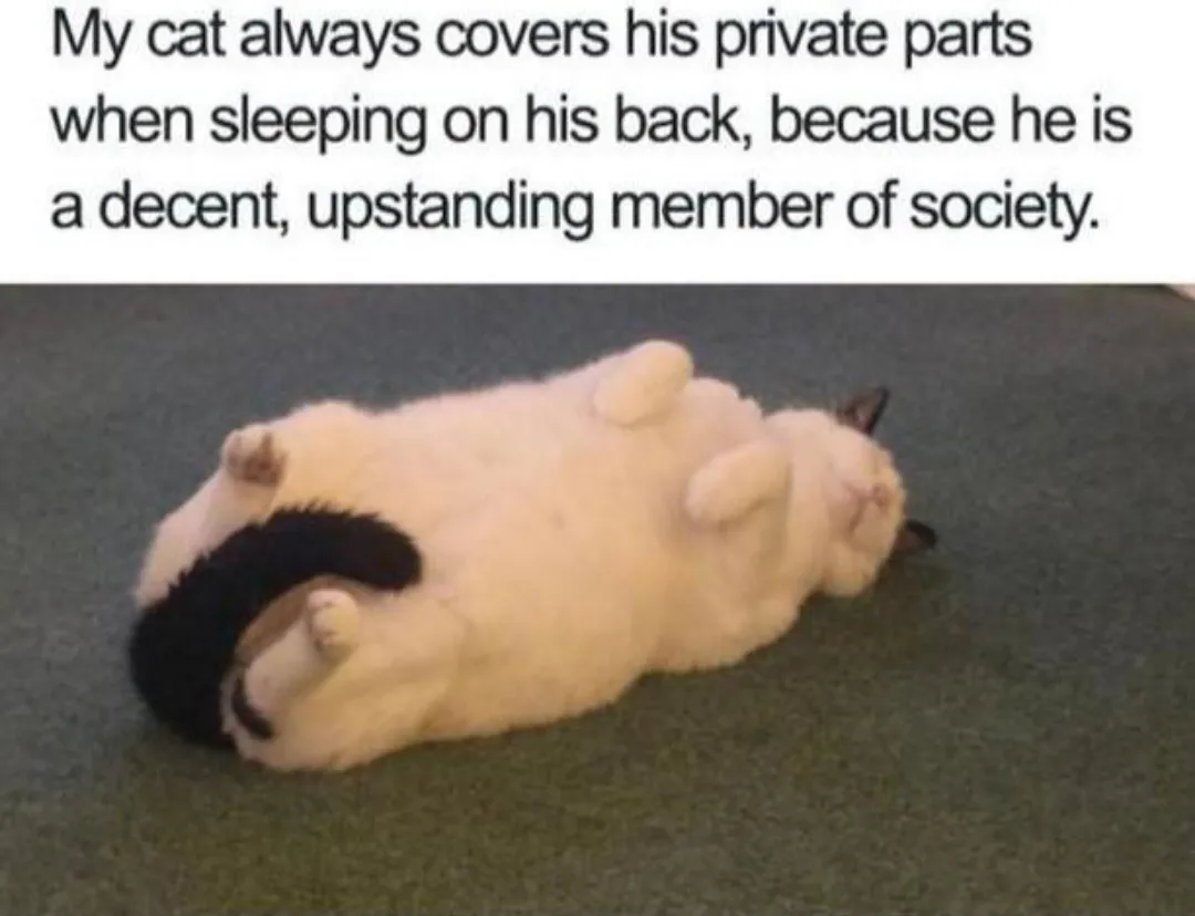 That's my cat
