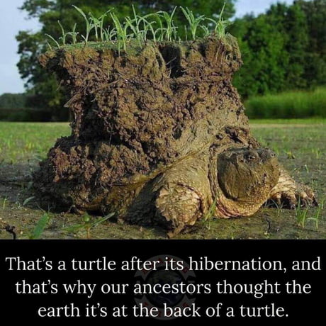 The earth turtle