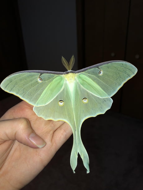 The Luna Moth which only live about a week as a adults and then perish.They don't eat or have a digestive system. Their sole purpose to mate.