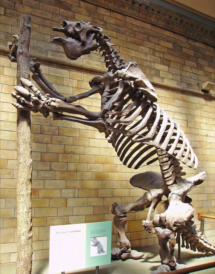 The Megatherium aka Giant Sloth could grow up to 20ft in height and weight up to 6 tons