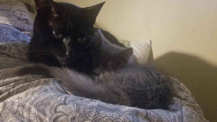 The pure hate on Loki&#039;s face when Edgar wanted to snuggle. Edgar is forcing his affection.