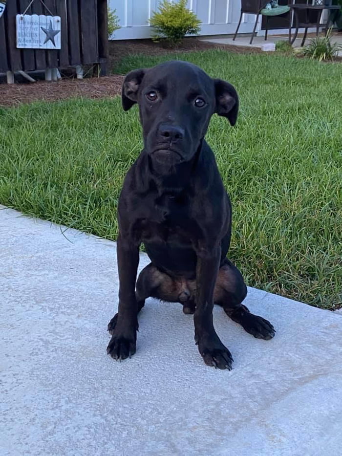 This frowning dog