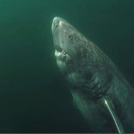 This is a 393-years old Greenland Shark that was located in the Arctic Ocean. It&#039;s been wandering the ocean since 1627. It is the oldest living vertebrate known on the planet. Photo by Julius Nielsen.