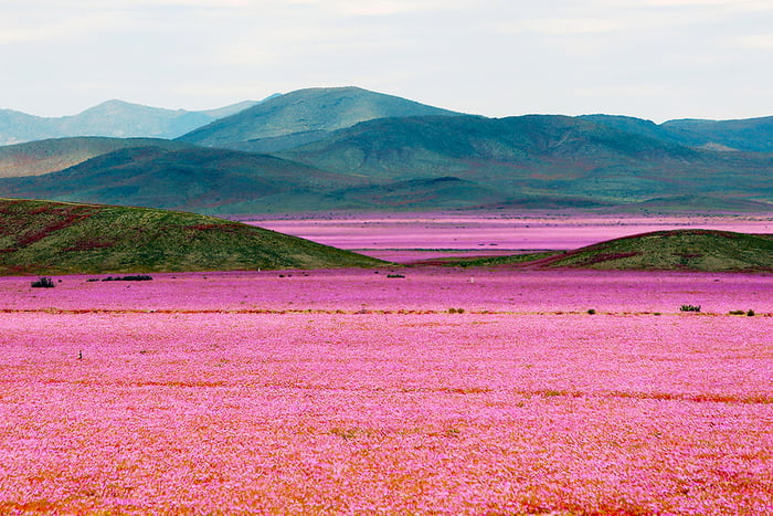 This is called &quot;Flowery Desert&quot; at San Pedro de Atacama, Chile. One time every year.