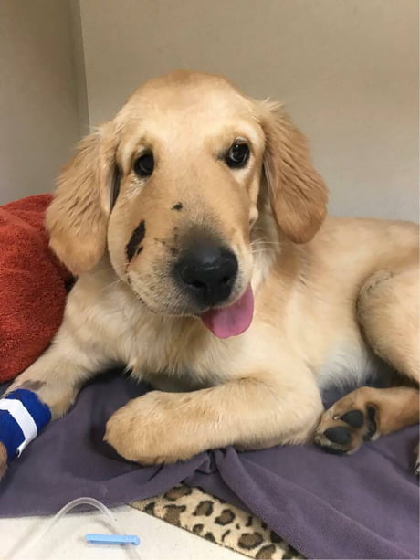 This is Todd, Todd is the best pupper. Todd saw his owner almost get bitten by a snake and intervened. 27/10 would give all the pets. Todd is making a speedy recovery, well wishes for Todd.