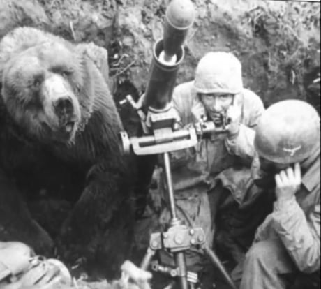 This is Wojtek. He was enlisted officially as a soldier with the rank of private, and was subsequently promoted to&nbsp;corporol while serving in Polish army during WW II.