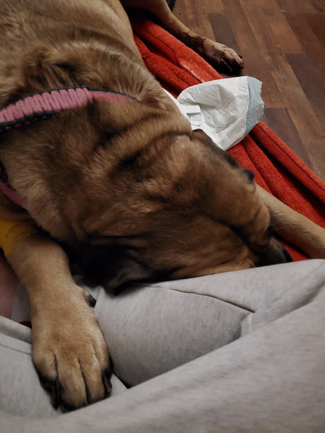 This old girl had surgery today, and is exhausted, send her some love
