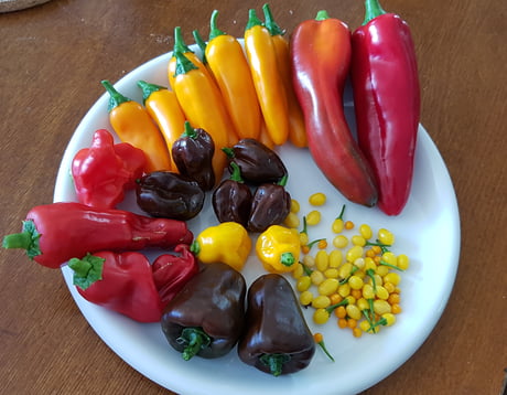 This spring during the lockdown I develop a passion for growing chili peppers. Today I got my first harvest !