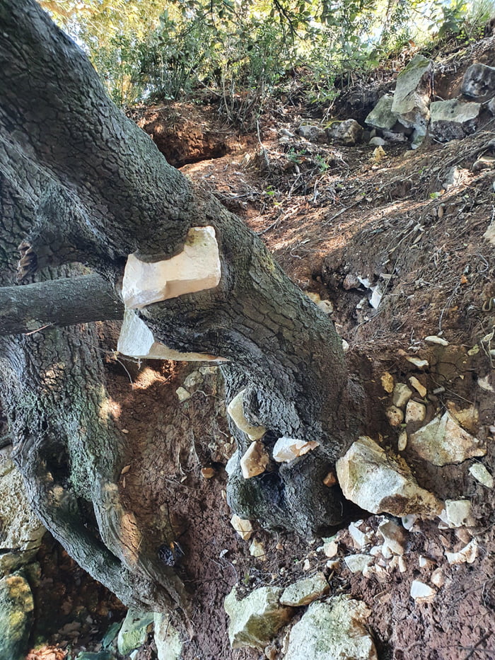 Three grows with rocks inside.