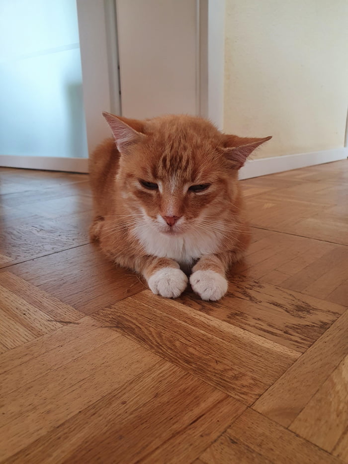 Tired cutie
