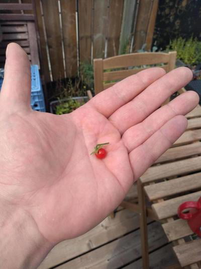 Today I was finally able to harvest my first homegrown tomato.