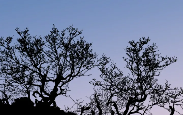 Tree sunsets