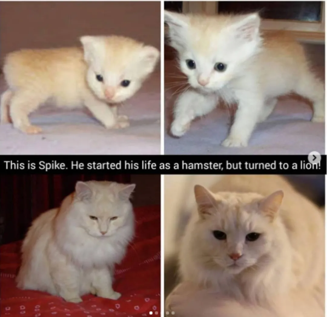 Turned into a lion