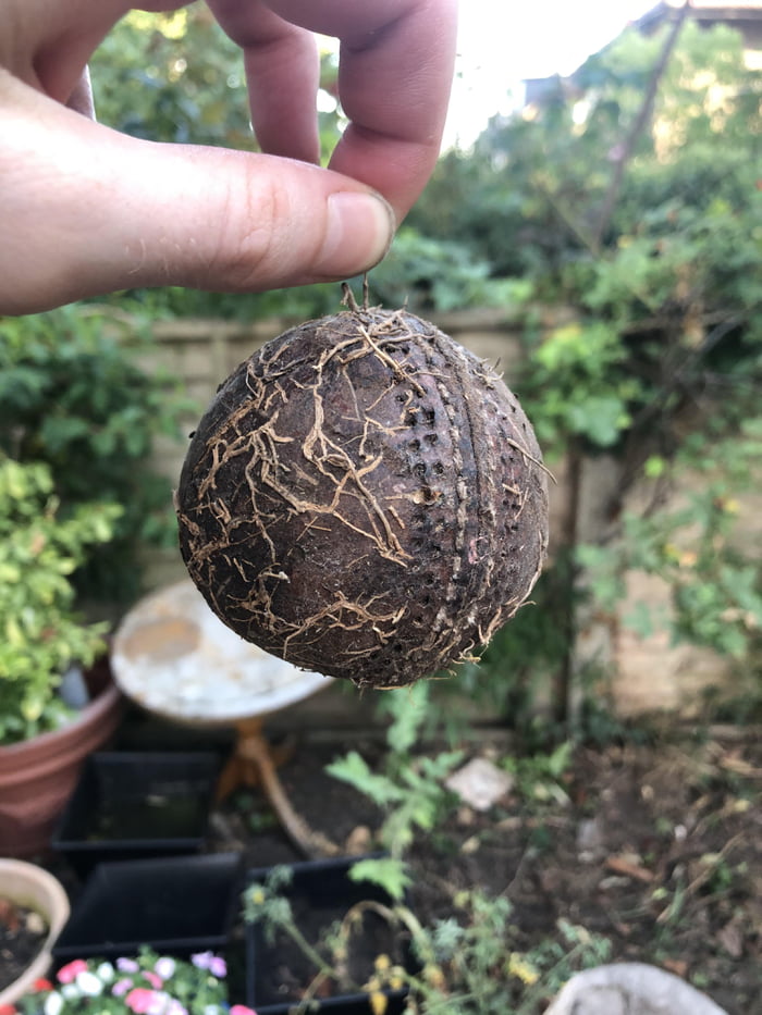 Unearthed Cricket Ball Buried 20 Years ago. The Ivy Developed a Root System Weaving in and out of the Seams.