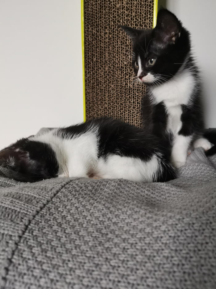 Welcome home little ones. Sirius and dennis, you're beautiful