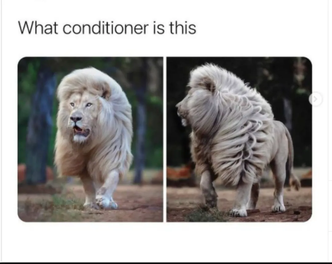 What conditioner is this?