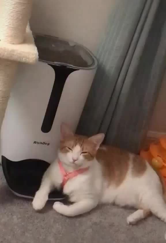 When it&#039;s dinner time but you fell asleep waiting for it