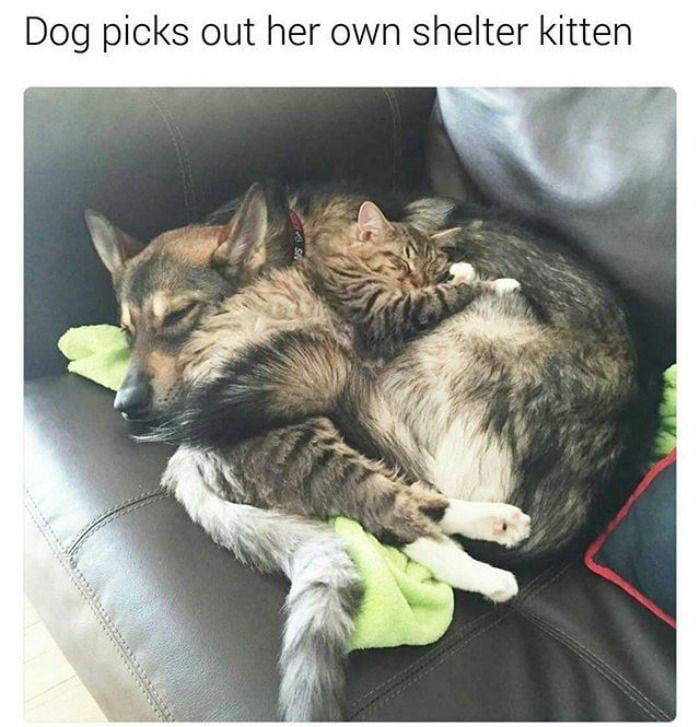 Who said dogs and cats can&#039;t be friends