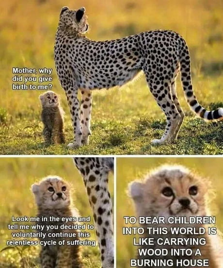 Why mother...why?