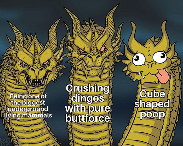 Wombats be like