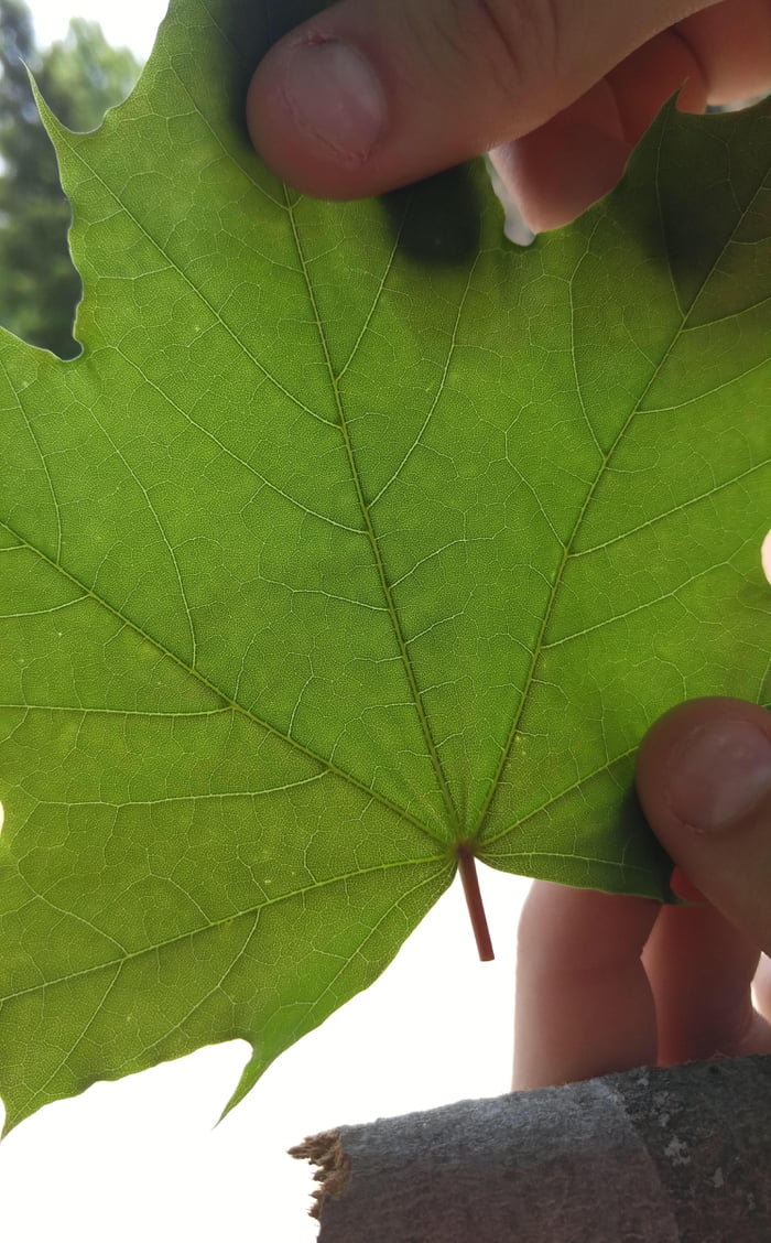 Zoom in on this leaf. Trust me.